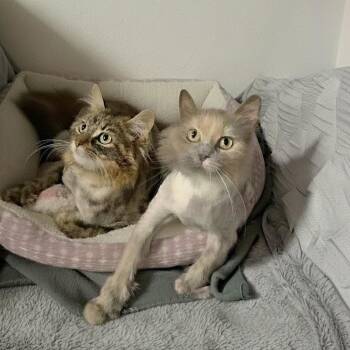 Extra Toes Cat Hemingway Polydactyl Cats Available for Adoption in Charleston, South Carolina - Maple And Mimosa (bonded Sisters) | PetCurious