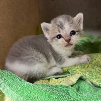 Mita -  Domestic Short Hair Cat for Adoption in Columbiana, Alabama - Mita | PetCurious