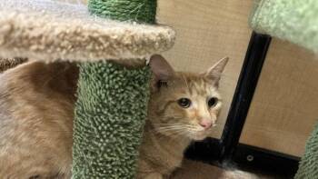 Tiggie -  Domestic Short Hair Cat for Adoption in Wheaton, Illinois - Tiggie | PetCurious