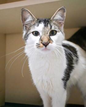 Spell Book -  Domestic Short Hair Cat for Adoption in Chamblee, Georgia - Spell Book | PetCurious