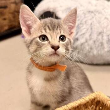 American Shorthair Cats Available for Adoption in Freeport, Florida - Sundae | PetCurious