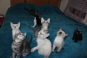 Kat Landry -  Siamese and American Shorthair Cat for Adoption in Austin, Texas - Kat Landry | PetCurious