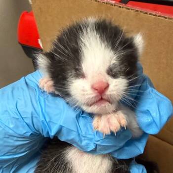 Pine -  Domestic Short Hair Cat for Adoption in Yuma, Arizona - Pine | PetCurious