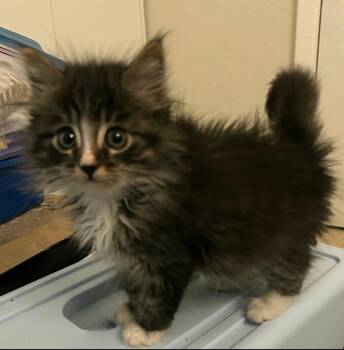 Tabby and Domestic Medium Hair Cats Available for Adoption in Campbell, California - Emmett | PetCurious