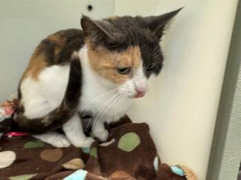 HAM -  Domestic Short Hair Cat for Adoption in Peoria, Illinois - HAM | PetCurious