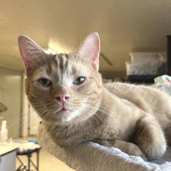 John Deere -  Domestic Short Hair Cat for Adoption in Mt. Juliet, Tennessee - John Deere | PetCurious