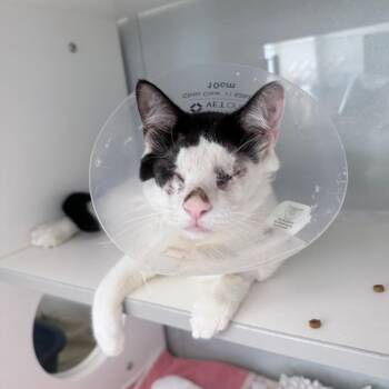 Smee -  Domestic Short Hair Cat for Adoption in Jupiter, Florida - Smee | PetCurious