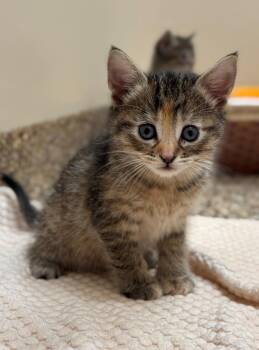 Domestic Short Hair Cats Available for Adoption in Hackensack, Minnesota - Natoru | PetCurious