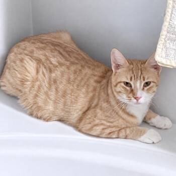 Bibbles -  Domestic Short Hair Cat for Adoption in Austin, Texas - Bibbles | PetCurious