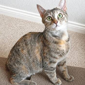 Domestic Short Hair Cats Available for Adoption in Lewisville, Texas - Charlotte | PetCurious