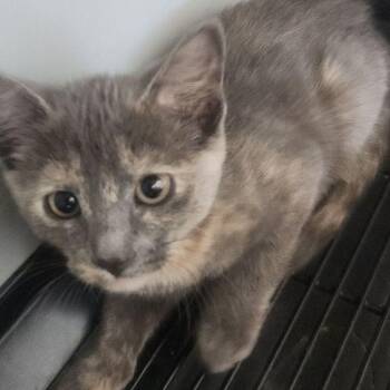 Domestic Short Hair Cats Available for Adoption in Kingman, Arizona - Mango | PetCurious