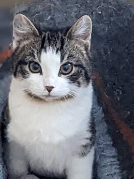 Domestic Short Hair Cats Available for Adoption - Sputnik | PetCurious