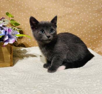 Domestic Short Hair Cats Available for Adoption in Groveland, Massachusetts - Erin | PetCurious