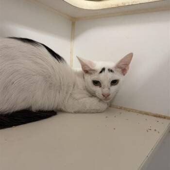 Domestic Short Hair Cats Available for Adoption in Long Beach, California - Fancy | PetCurious