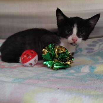 ROLLIE -  Domestic Short Hair Cat for Adoption in Alameda, California - ROLLIE | PetCurious