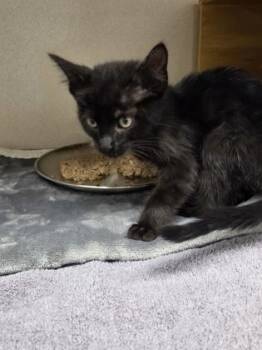 Minnie -  Domestic Short Hair Cat for Adoption in Bellevue, Washington - Minnie | PetCurious