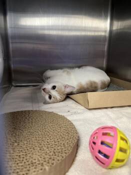 SQUISHY -  Domestic Short Hair Cat for Adoption in Omaha, Nebraska - SQUISHY | PetCurious