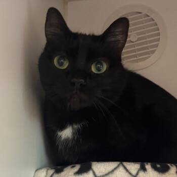 Valentine -  Domestic Short Hair Cat for Adoption in Naperville, Illinois - Valentine | PetCurious