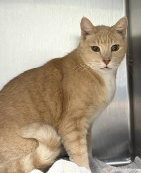 Ed -  Domestic Short Hair Cat for Adoption in Vancouver, Washington - Ed | PetCurious
