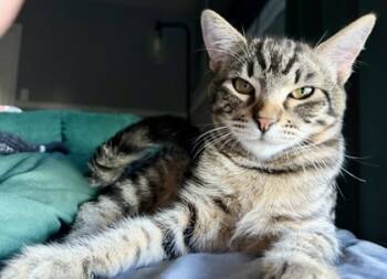 Rescue Domestic Short Hair Cats for Adoption in Fort Worth, Texas - Big Foot | PetCurious
