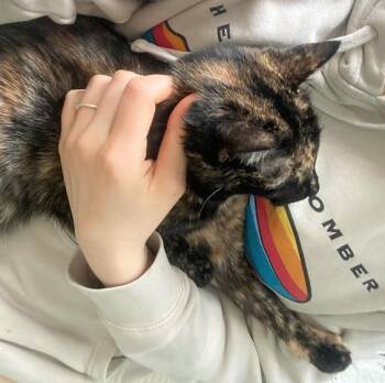 Domestic Short Hair Cats Available for Adoption - Toffee | PetCurious