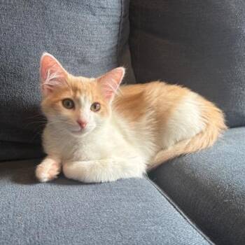 Domestic Medium Hair Cats Available for Adoption - PRALINE | PetCurious