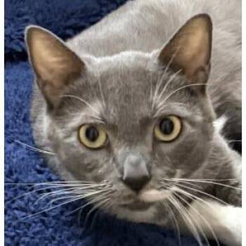 Stormi Ames -  Domestic Short Hair Cat for Adoption in Hudson, Massachusetts - Stormi Ames | PetCurious