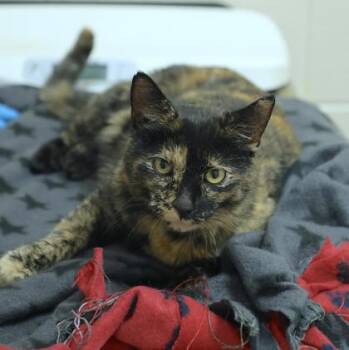 Domestic Short Hair Cats Available for Adoption in Westland, Michigan - Glimmer | PetCurious