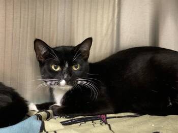 Rescue Domestic Short Hair Cats for Adoption in Tustin, California - JUSTINE | PetCurious