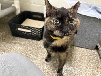 Domestic Short Hair Cats Available for Adoption - BOOGIE | PetCurious