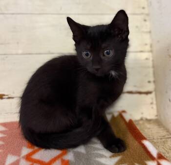 Domestic Medium Hair Cats Available for Adoption in Calera, Alabama - Maple | PetCurious