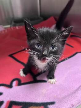 Rover -  Domestic Short Hair and Tuxedo Cat Available for Adoption in Greensboro, North Carolina - Rover | PetCurious