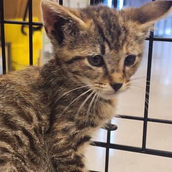 Cindy -  Domestic Short Hair Cat for Adoption in Toledo, Ohio - Cindy | PetCurious
