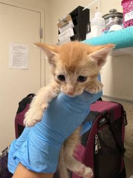 KUMQUAT -  Domestic Short Hair Cat for Adoption in Riverside, California - KUMQUAT | PetCurious