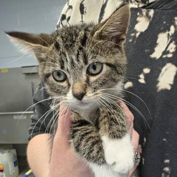 Bobcat -  Domestic Medium Hair Cat for Adoption in Martinsville, Virginia - Bobcat | PetCurious