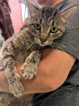 Douglas (PA) -  Domestic Short Hair Cat for Adoption in Denham Springs, Louisiana - Douglas (PA) | PetCurious