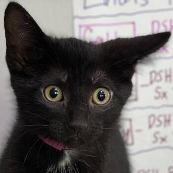 Pepper -  Domestic Short Hair Cat for Adoption in Victor, New York - Pepper | PetCurious