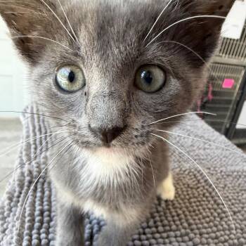 Ella -  Domestic Short Hair Cat for Adoption in Houston, Texas - Ella | PetCurious