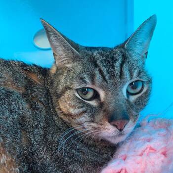 BF1478 Saige -  Domestic Short Hair Cat for Adoption in Port Washington, New York - BF1478 Saige | PetCurious