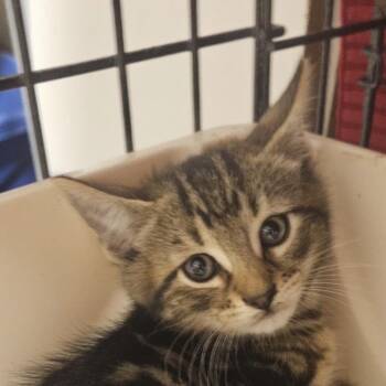 Lightning Bug -  Domestic Short Hair Cat for Adoption in Danbury, Connecticut - Lightning Bug | PetCurious