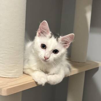 Tobin -  Domestic Long Hair Cat for Adoption in Cat Spring, Texas - Tobin | PetCurious