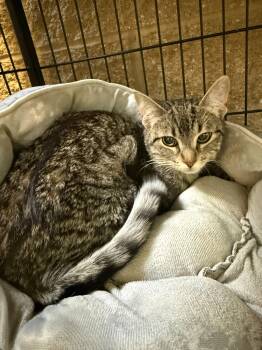 Tabby Cats Available for Adoption in Jackson, Michigan - Harmonica | PetCurious