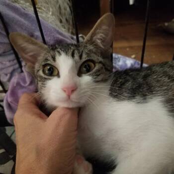 Bennie -  Domestic Short Hair Cat for Adoption in Los Angeles, California - Bennie | PetCurious