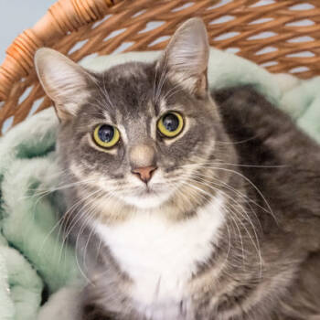 Rescue Domestic Short Hair Cats for Adoption in Camano, Washington - Ballpoint Pen | PetCurious