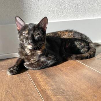 Domestic Short Hair Cats Available for Adoption - Sofi -- Bonded Buddy With Ben | PetCurious