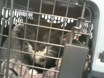 Domestic Short Hair Cats Available for Adoption in Charlotte, North Carolina - A1265096 | PetCurious