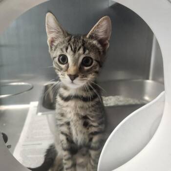 Slyde -  Domestic Short Hair Cat for Adoption in Brockton, Massachusetts - Slyde | PetCurious