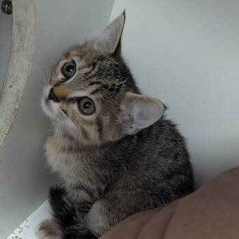 Lilly -  Domestic Short Hair Cat for Adoption in Jeffersonville, Indiana - Lilly | PetCurious