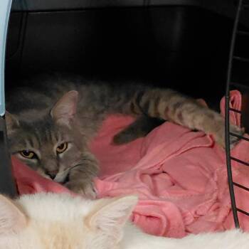 Ginko -  Domestic Short Hair Cat for Adoption in Brighton, Missouri - Ginko | PetCurious