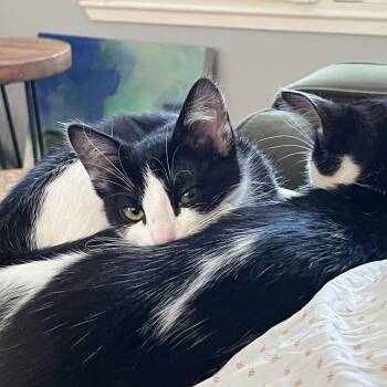 Rescue Domestic Short Hair Cats for Adoption in Benicia, California - Pebbles | PetCurious